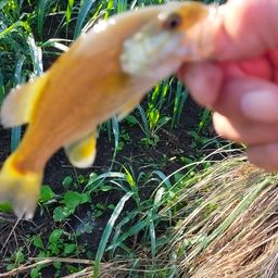 スモールマウスバス