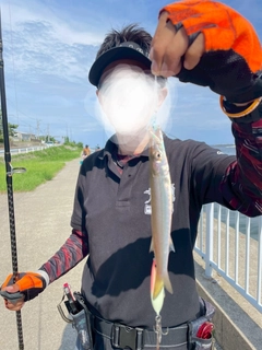 カマスの釣果