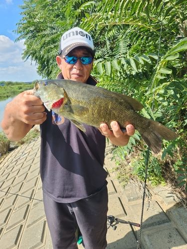 スモールマウスバスの釣果