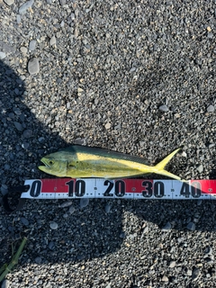 シイラの釣果