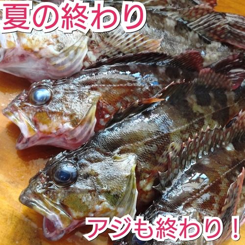 臼杵湾