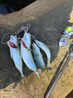 ワカシの釣果