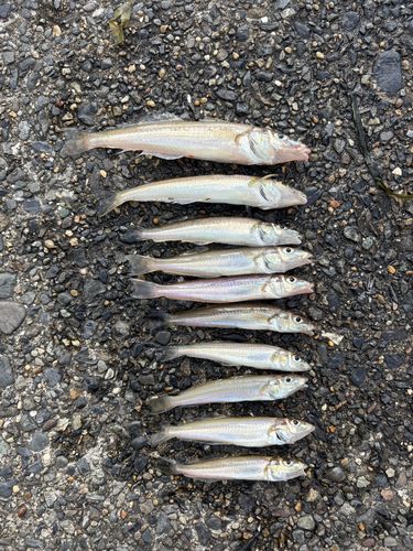 シロギスの釣果