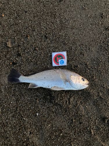 イシモチの釣果