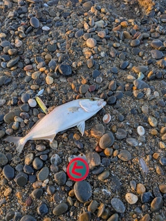 ショゴの釣果