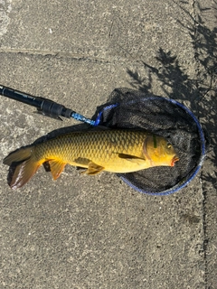 コイの釣果