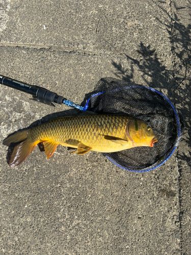 コイの釣果