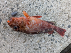 アラカブの釣果