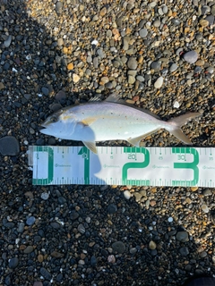 ショゴの釣果