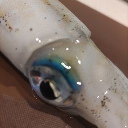 アオリイカ