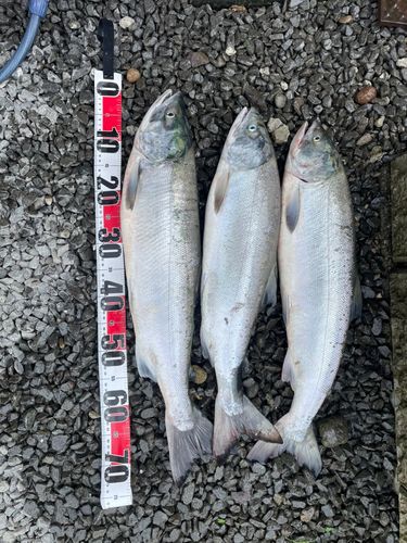 サケの釣果