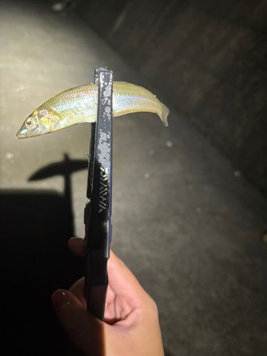 キスの釣果
