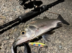 セイゴ（ヒラスズキ）の釣果