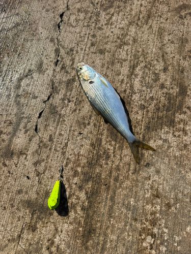 コノシロの釣果