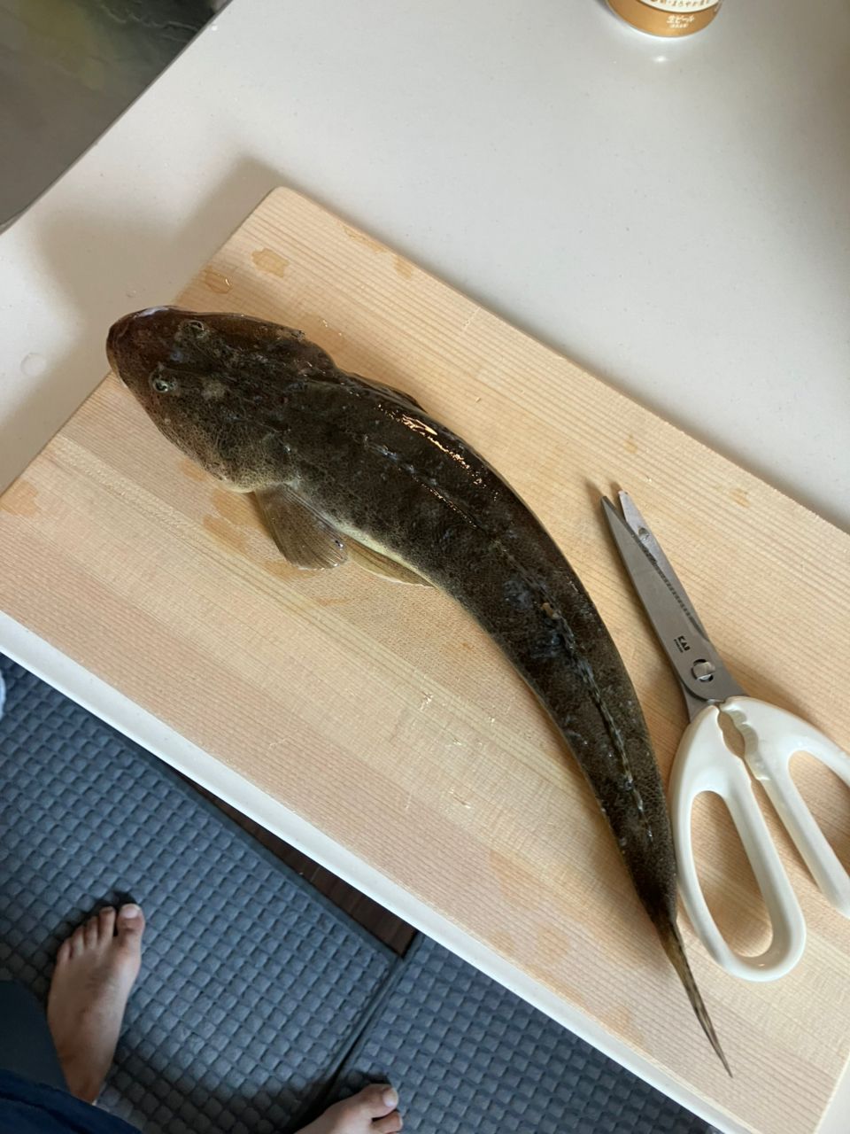 マゴチ