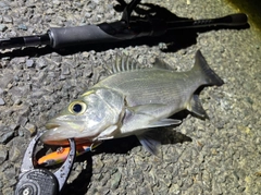 セイゴ（ヒラスズキ）の釣果