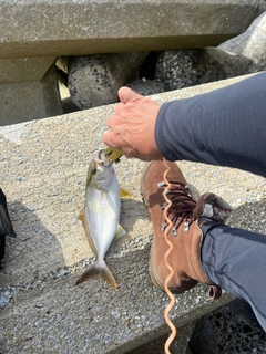 ショゴの釣果