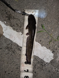 マナマズの釣果