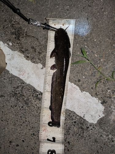 マナマズの釣果