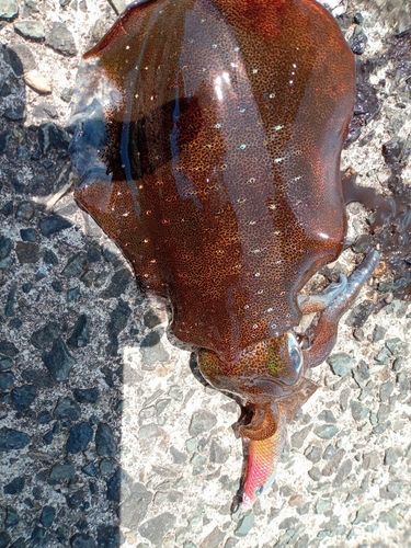 アオリイカの釣果