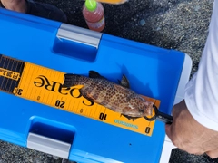 オオモンハタの釣果