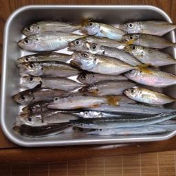 アジ