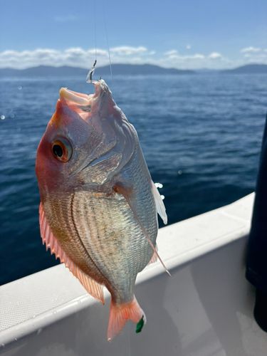 レンコダイの釣果