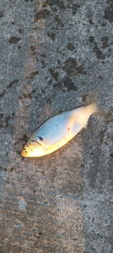 検見川浜突堤