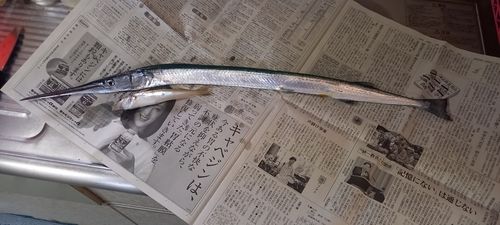 ダツの釣果