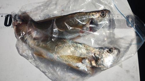 若洲海浜公園海釣り施設