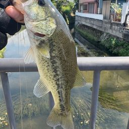ブラックバス