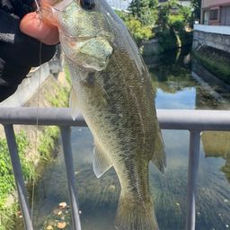 ブラックバス
