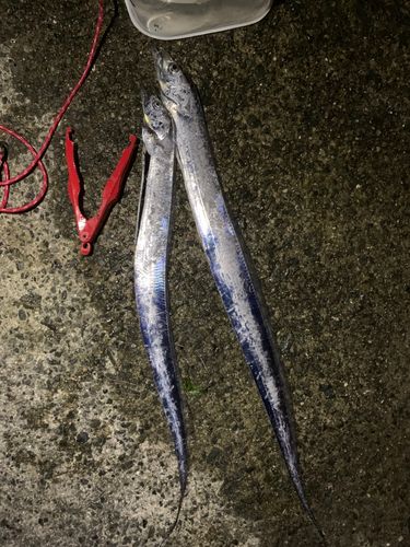 タチウオの釣果