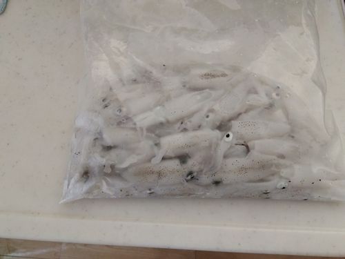 ベイカの釣果