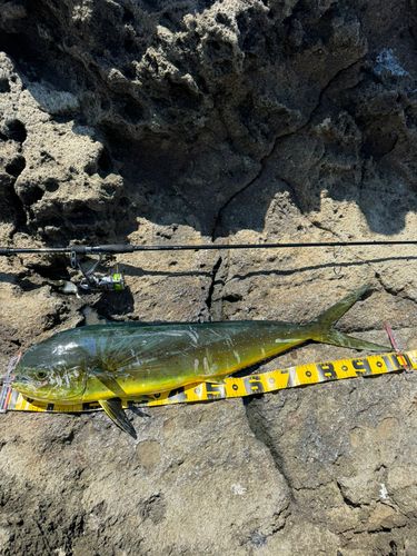 シイラの釣果