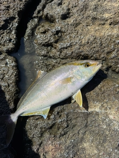 ショゴの釣果