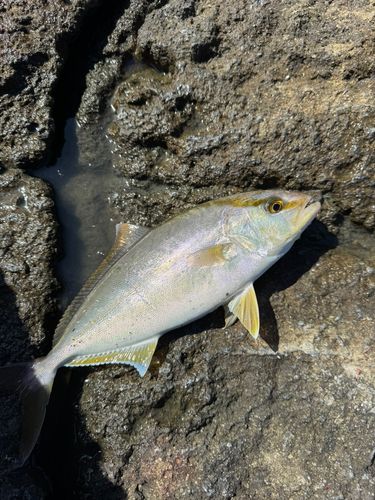 ショゴの釣果
