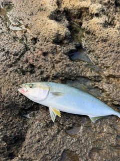 イナダの釣果