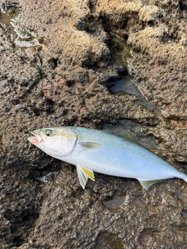 イナダの釣果