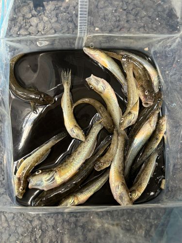 マハゼの釣果