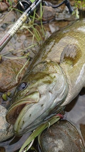 スモールマウスバスの釣果