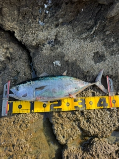 メジマグロの釣果