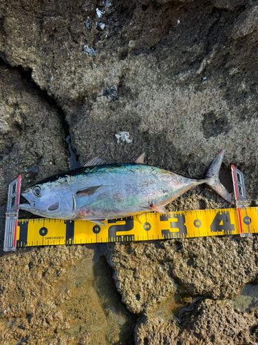 メジマグロの釣果