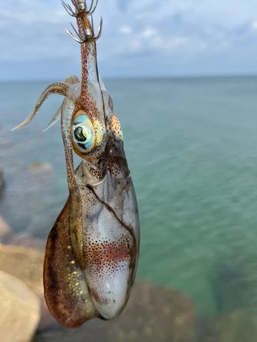波松海岸