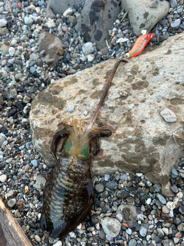 アオリイカの釣果