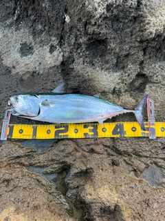 ヒラソウダの釣果