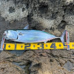 ヒラソウダ