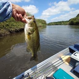 ラージマウスバス