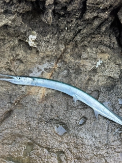 ダツの釣果