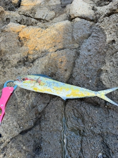 シイラの釣果